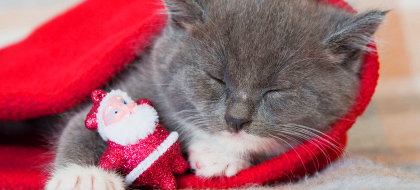Caring for Critters - Make Pets Happy