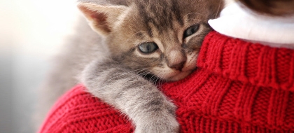 Make Your Pets Happy