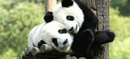 Top Zoos